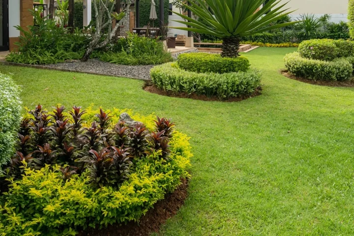 Jardin composé d’une pelouse, de massifs et d’arbustes taillés.